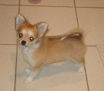 Ikanaille Of Tier Calientes - Chihuahua