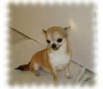 Dolcevita Of Tierras Calientes - Chihuahua