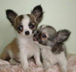 Flanelle et Fifille Of Tierras Calientes - Chihuahua