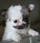 Girlstar Of Tierras Calientes fille de Alistar - Chihuahua