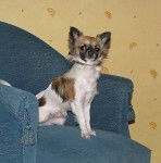 Furby chihuahua - Chihuahua