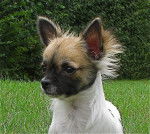 Portrait de Furby, chihuahua à poils longs - Chihuahua