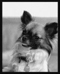 Portrait noir et blanc Chihuahua : Furby - Chihuahua
