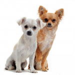 Filou 10 mois et Fiona Chihuahua blanche 6 mois - Chihuahua (10 mois)