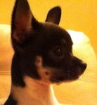 Guiness, portrait Chihuahua de 6 mois - Chihuahua (6 mois)