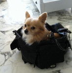 Jeannot 3 ans part en vacances ! - Chihuahua (3 ans)