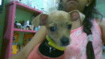 PRINCESA - Chihuahua (4 mois)