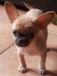 Rosco - Chihuahua Mâle (3 mois)