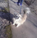 Foxy - Chihuahua Mâle (Autre)