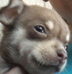 keysye - Chihuahua (1 mois)