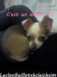 Luffy - Chihuahua Mâle (1 mois)