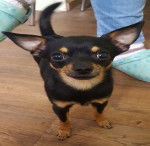 Sammy - Chihuahua Mâle (2 ans)