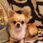 Miniblue - Chihuahua Mâle (2 ans)