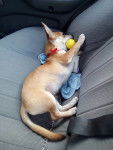 Aladdin - Chihuahua Mâle (5 mois)