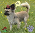 Je suis le patriarche !!! - Chihuahua