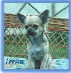 Loona, la ptite puce - Chihuahua