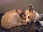Photo Chihuahua