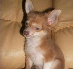 twix - Chihuahua Mâle (11 mois)