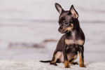 Un chiot Chihuahua assis sur le sol