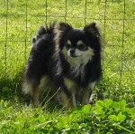 Lanyka - Chihuahua Mâle (1 an)