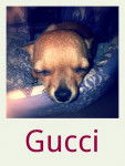 gucci - Chihuahua Mâle (5 mois)
