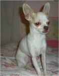 Sugar - Chihuahua (3 ans)