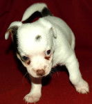 Happy - Chihuahua Mâle (3 mois)