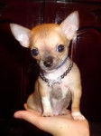 Ezia - Chihuahua (1 mois)