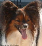 wassila - Chihuahua (11 mois)