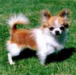 Angie - Chihuahua (1 an)