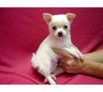 luigi - Chihuahua Mâle (2 mois)