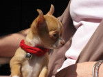salina - Chihuahua (2 mois)