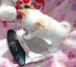 stiqui - Chihuahua Mâle (3 mois)