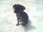 tina - Chihuahua (1 an)