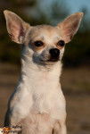 Feivel - Chihuahua Mâle (2 ans)