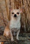 Feivel - Chihuahua Mâle (2 ans)