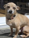 tibonhomme - Chihuahua Mâle (14 ans)