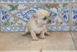 Clarita - Chihuahua (2 mois)