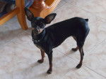 diosa - Chihuahua (9 mois)