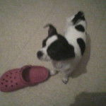 nina - Chihuahua (7 mois)