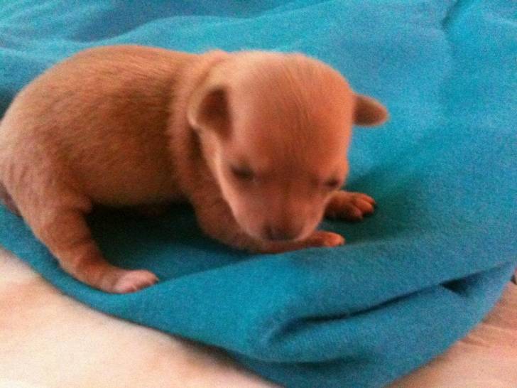 Bébé chihuahua - Chihuahua (1 mois)