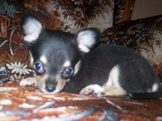 Little Rosie - Chihuahua (1 mois)