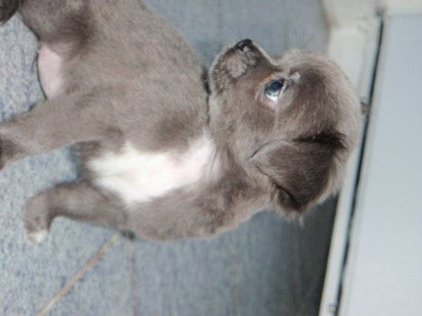 isabelle - Chihuahua (1 mois)