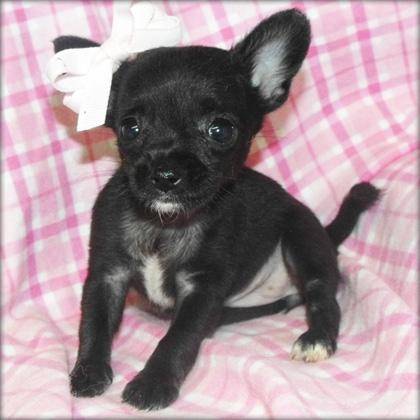 rosey - Chihuahua (3 ans)