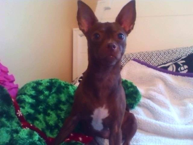 Charlie - Chihuahua (2 ans)