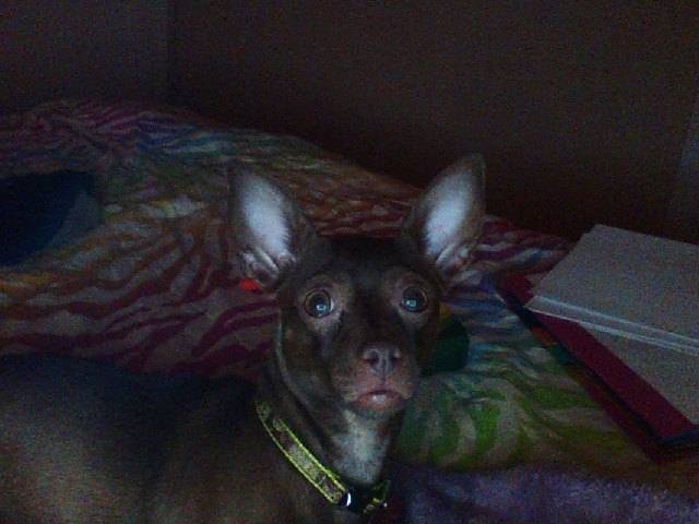 Charlie - Chihuahua (2 ans)