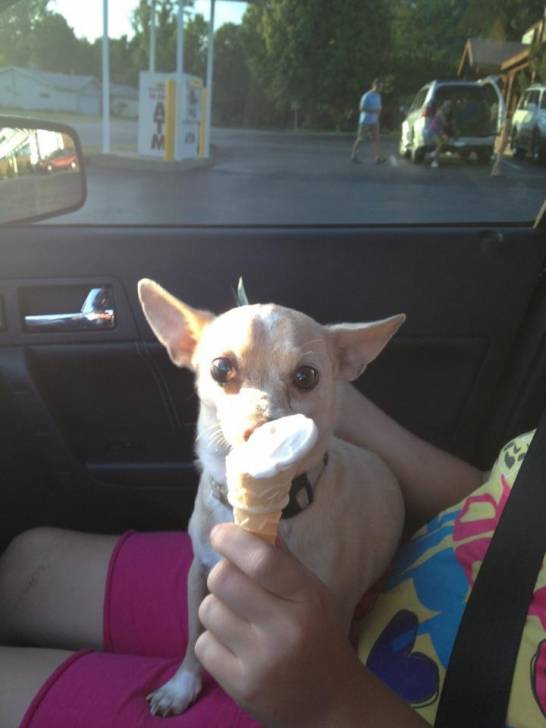 Brady Gus Thornton - Chihuahua Mâle (12 ans)