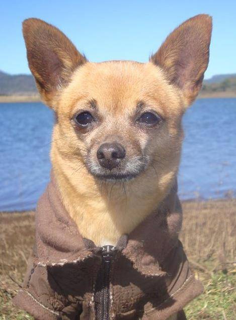 Sucia - Chihuahua (9 ans)
