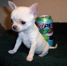 Estrella - Chihuahua (2 mois)