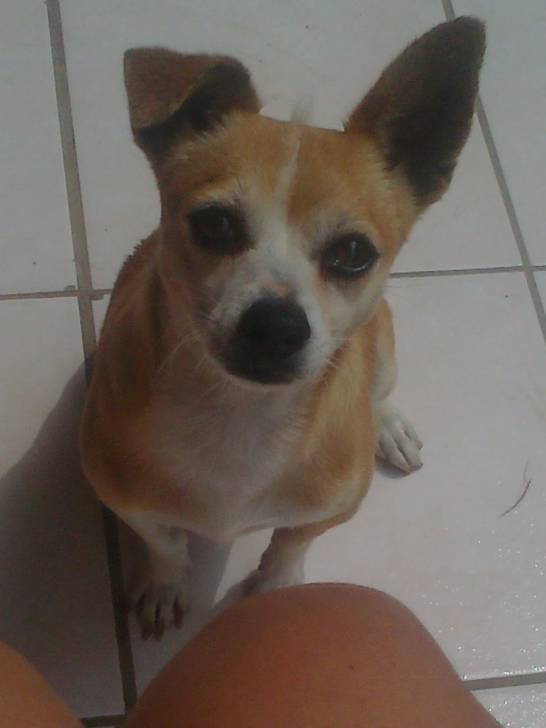 Toyin - Chihuahua Mâle (5 ans)